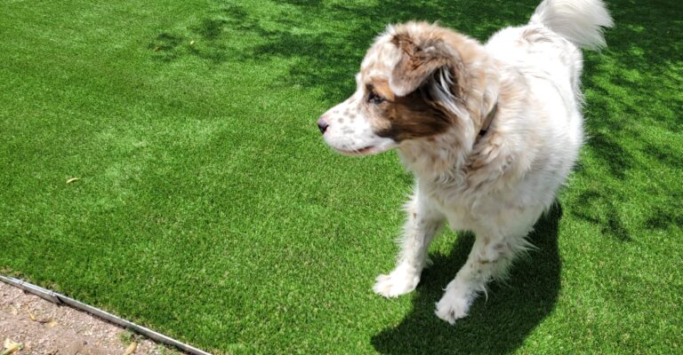 Is Artificial Grass Pet Friendly?