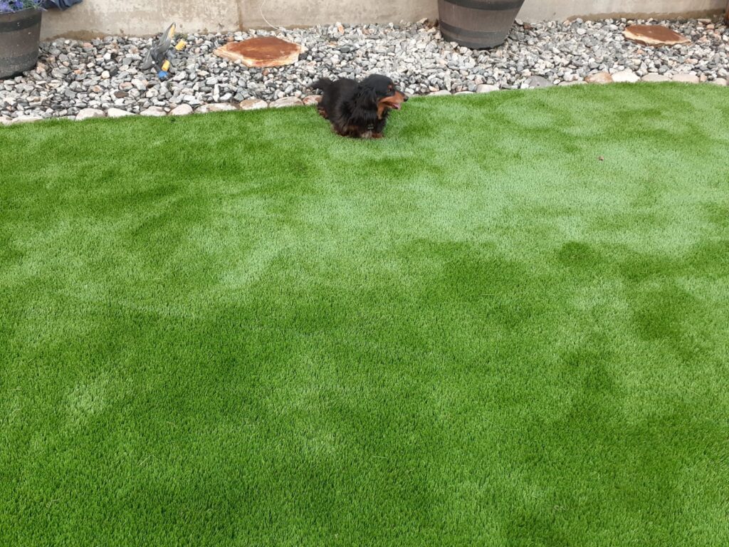 Can Dogs Pee and Poop on Artificial Grass?