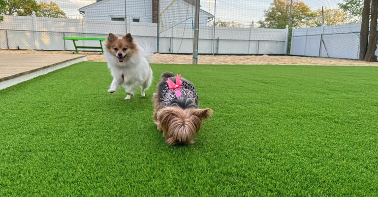 Why Pet Parents Love Synthetic Grass